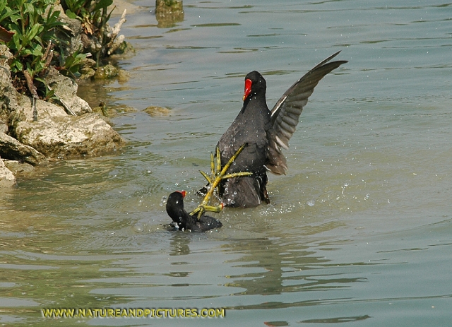 moorhen, moorhens fighting,-4.jpg - MOORHENS - ARUNDEL - 4/5/07